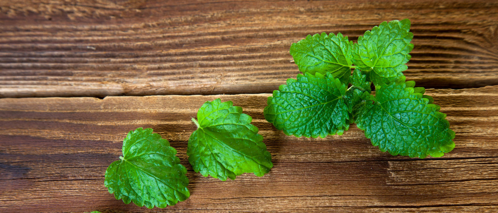 De la mélisse citronnelle contre les boutons de fièvre. Notre remède